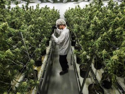 Акции производителей марихуаны
